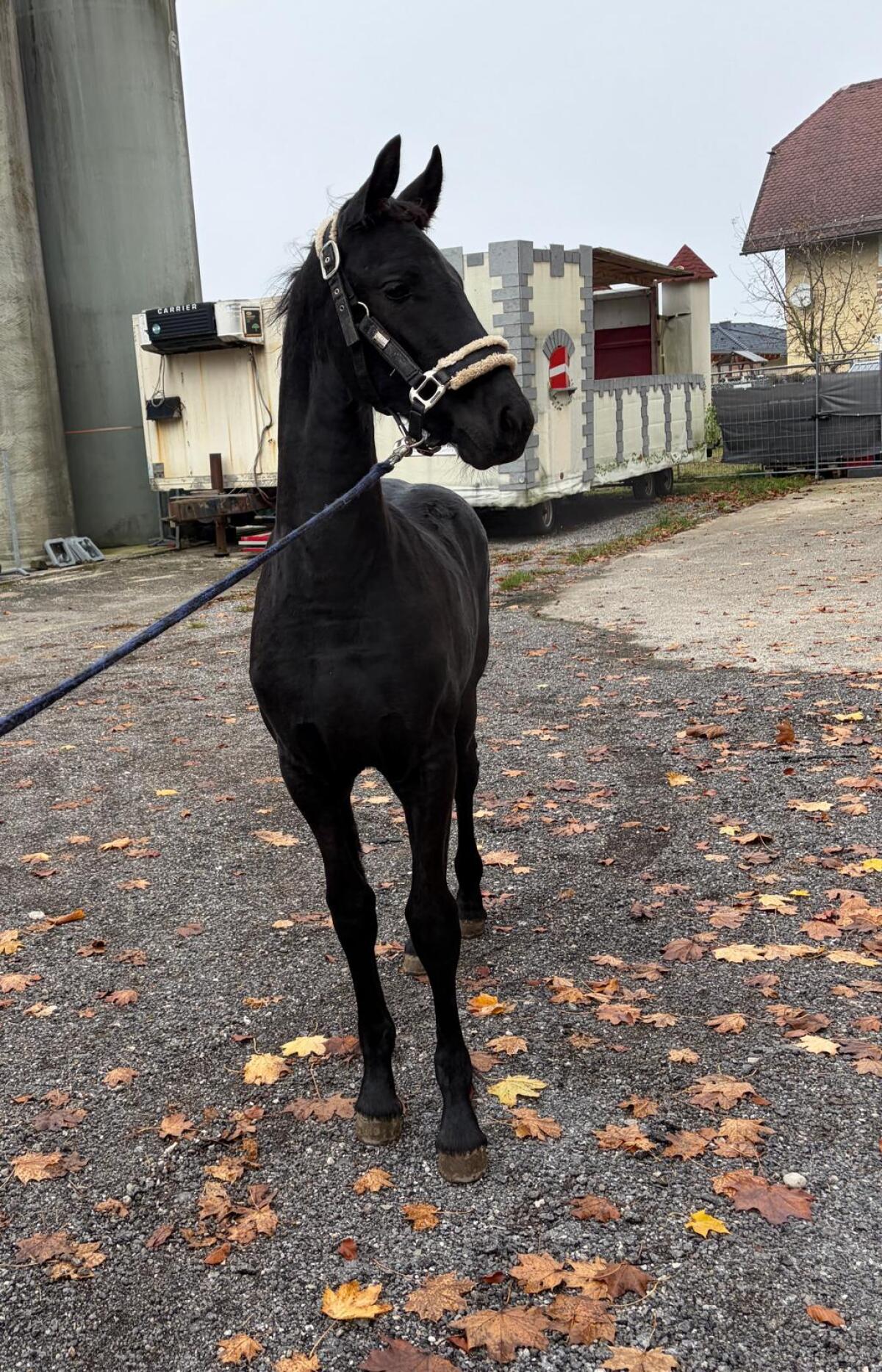 Friesenfohlen zu verkaufen 2