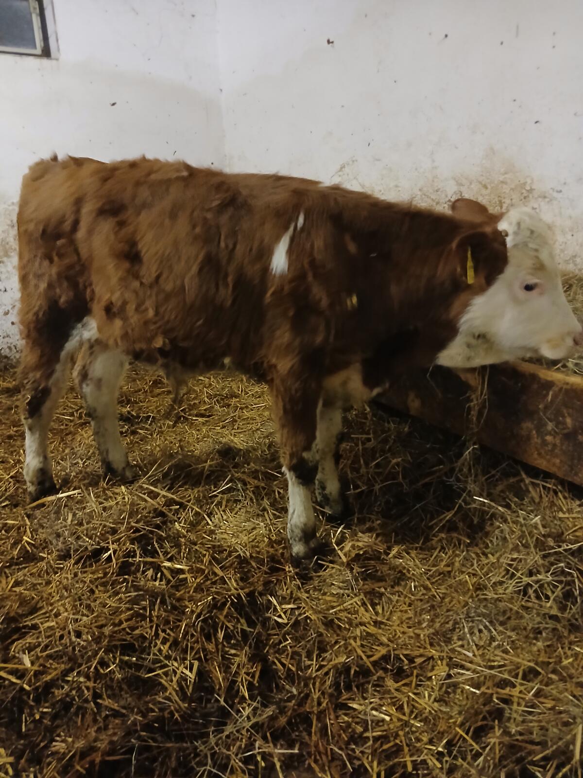 FV-Fresser weiblich und männlich 3