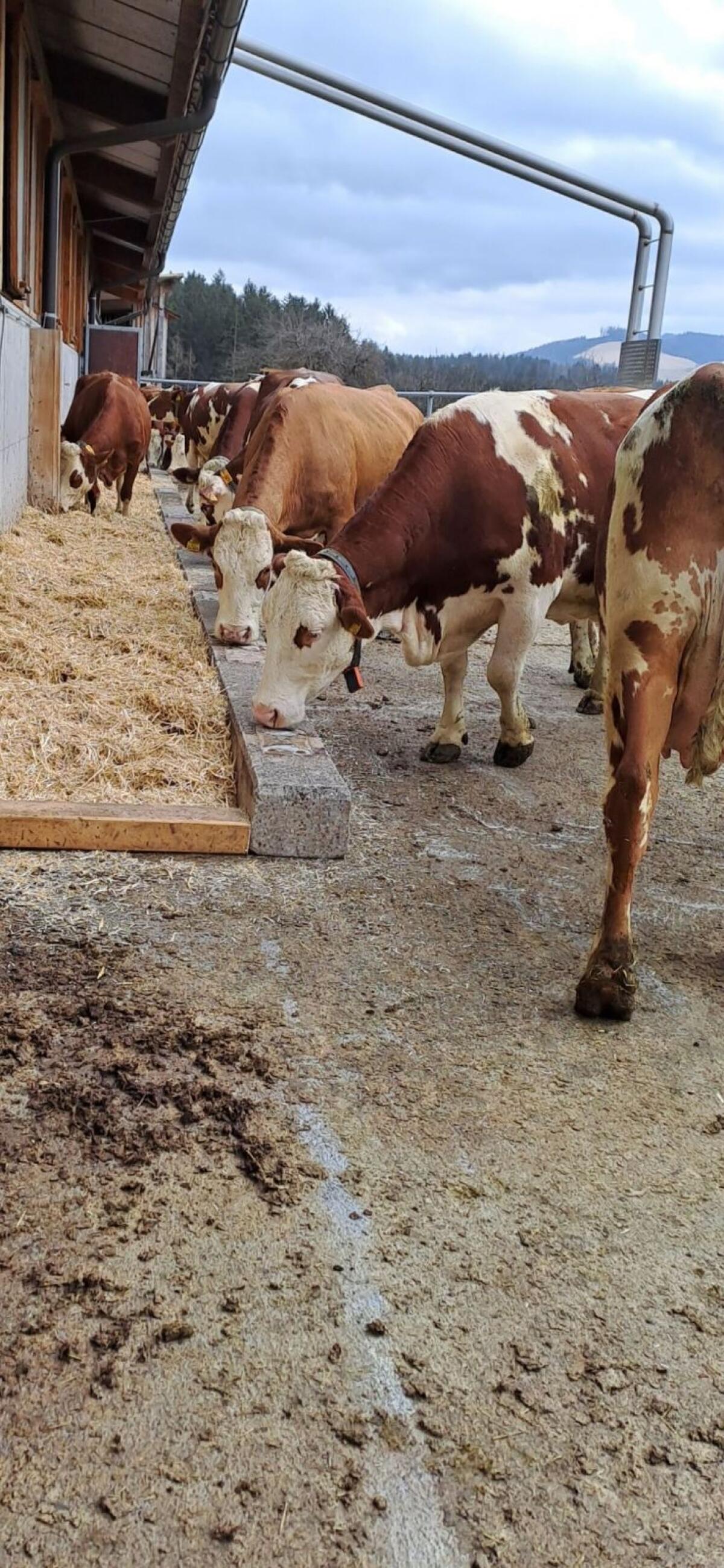 Kühe in Milch 1