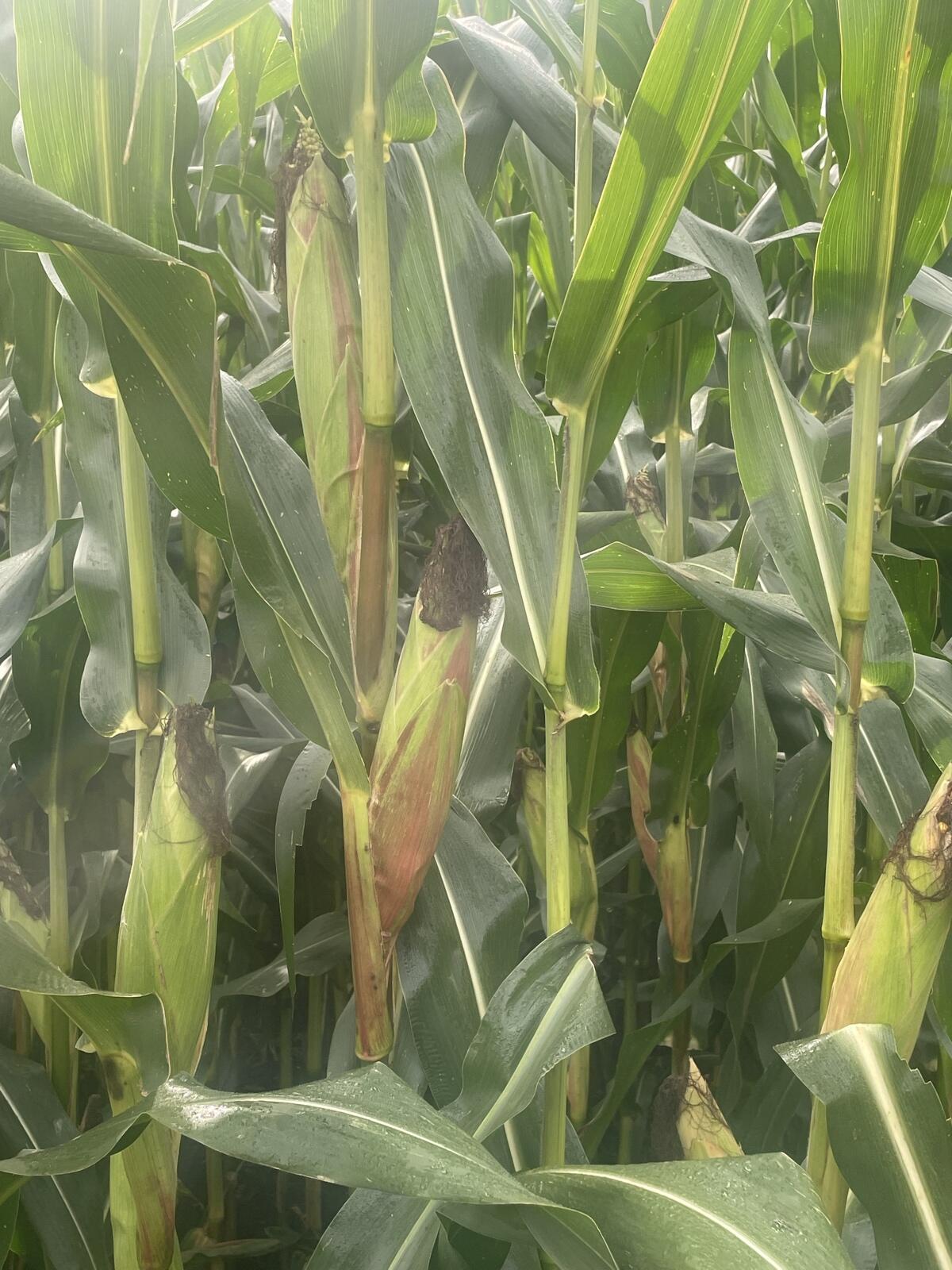 Verkaufe Anhänger 3