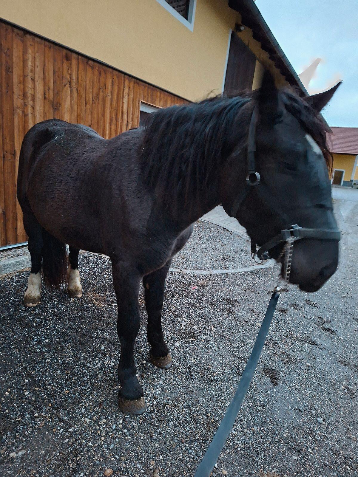 Noriker Wallach 2,5 Jahre 2