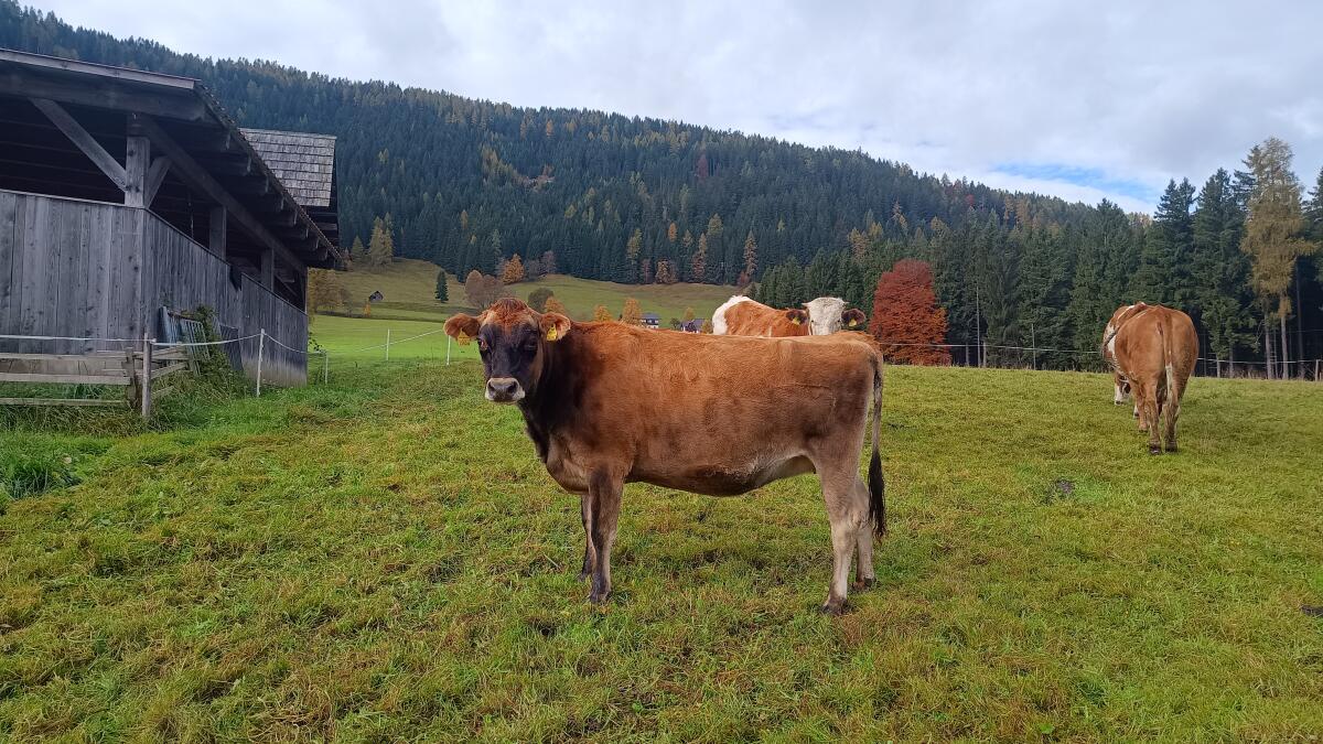 Trächtige Jersey Kalbin 2