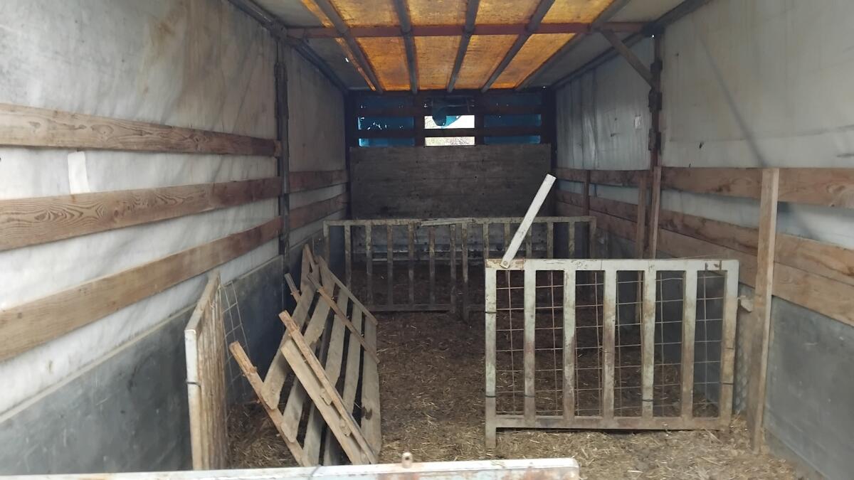 Schweinetransportanhänger 2