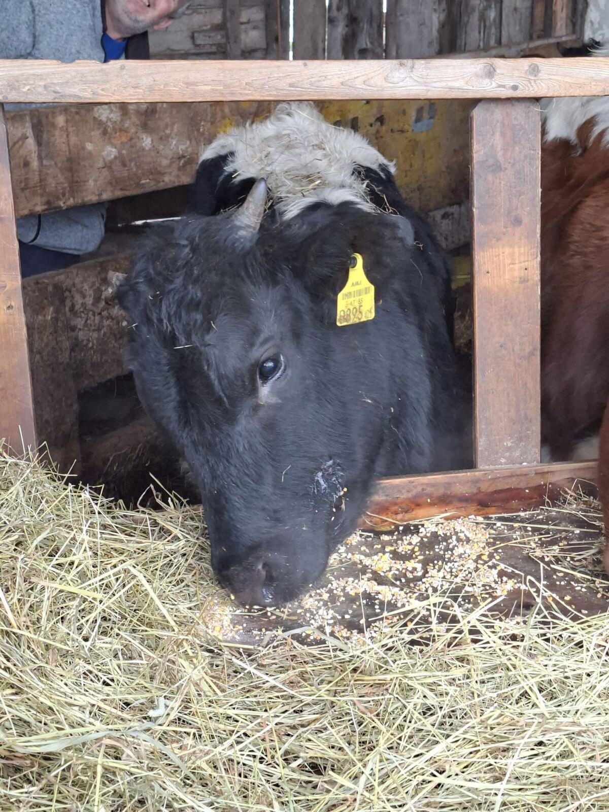 Pinzgauer Kalbinnen in Schwarz 1