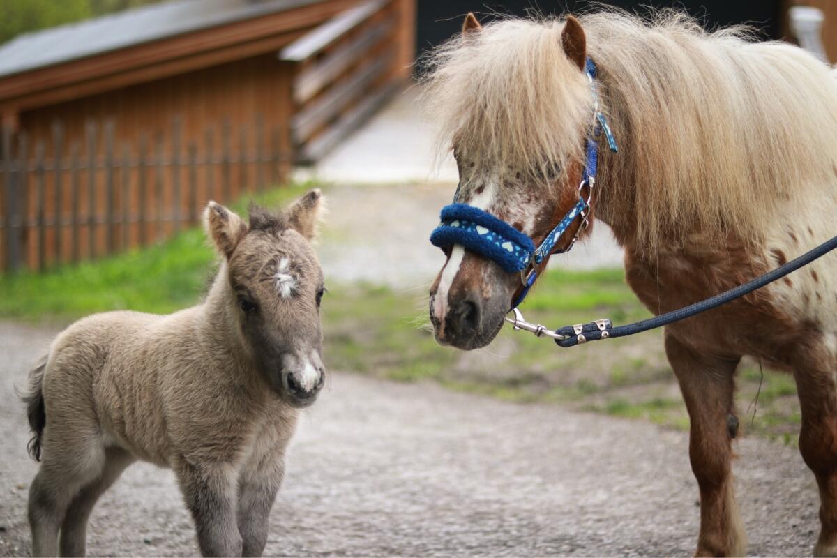 Minipony Stute für Freizeit und Abenteuer 2