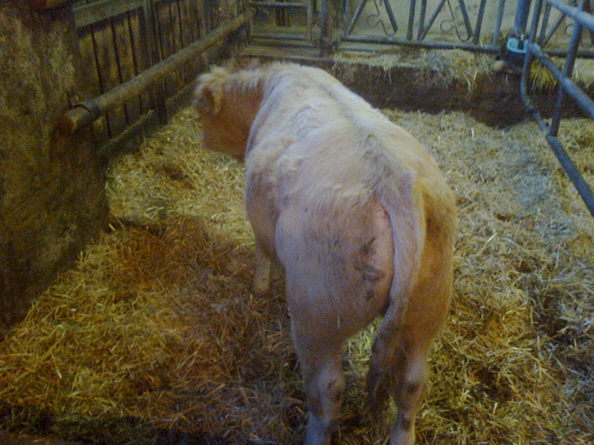 Schönes Stierkalb (CH x LI) zur Zucht für Mutterkuhbetrieb 2