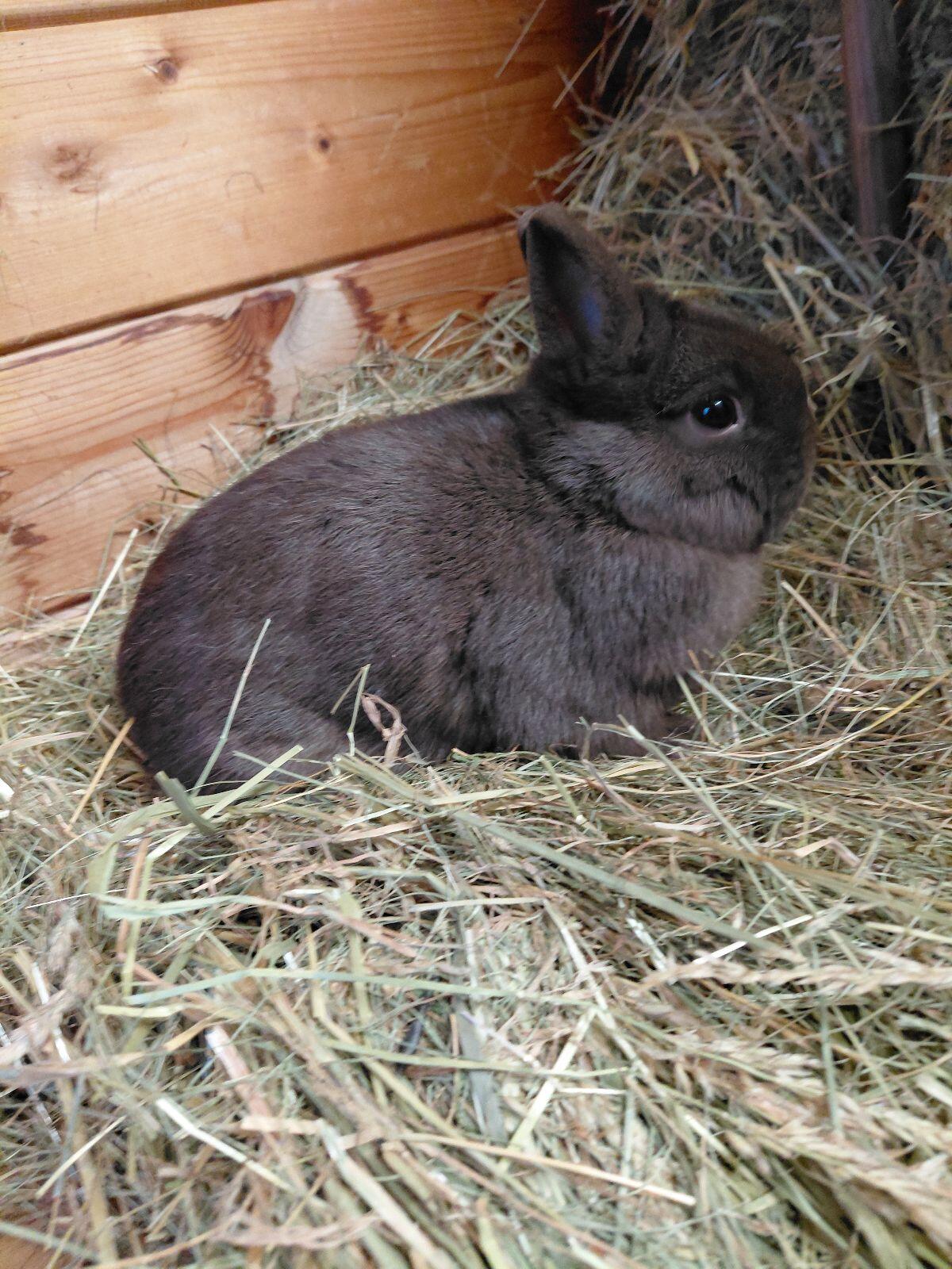 Farbenzwerg Havanna, Kaninchen, Zwerghasen 1