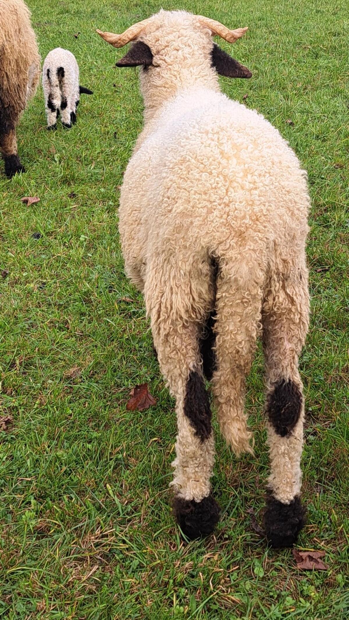 Walliser Schwarznasen 2