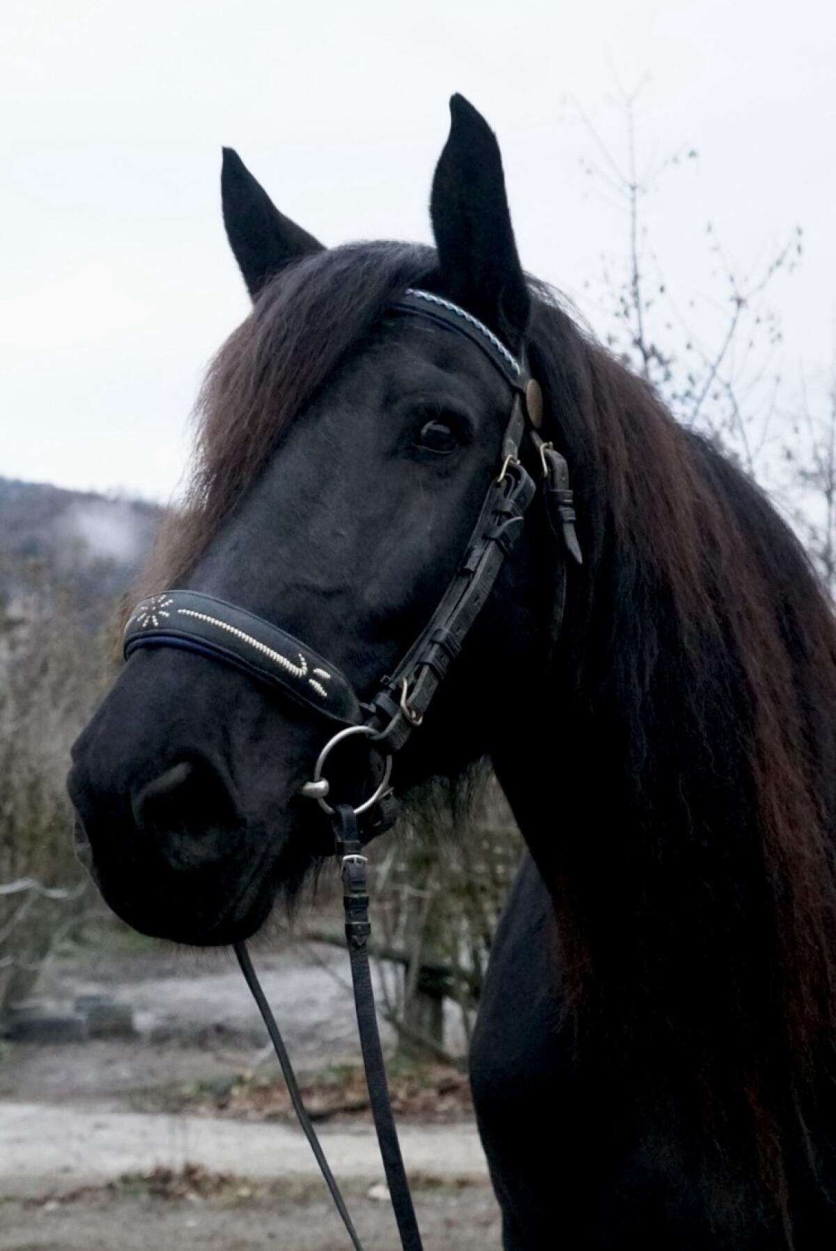 Rappstute, ohne Abzeichen 2