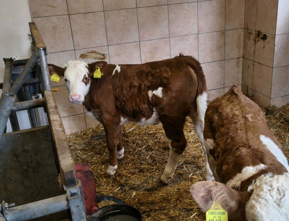 BIO Fleckvieh Zuchtkalb 2