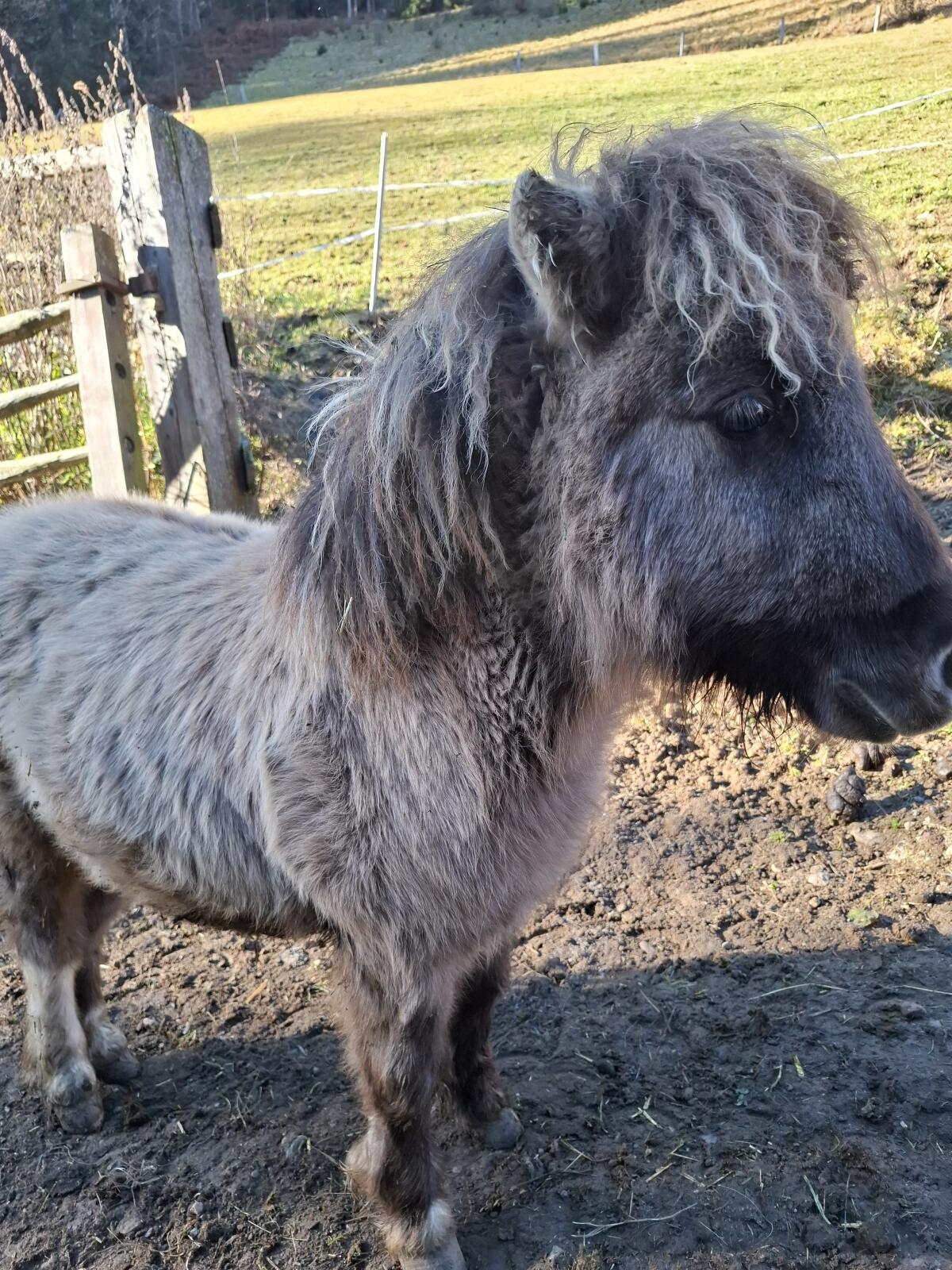 Minipony Hengstfohlen 1