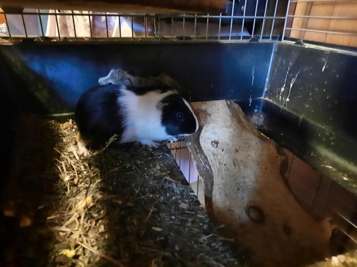 Meerschweinchen suchen ein neues Zuhause 2