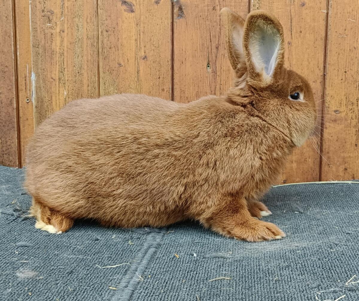 Roter Neuseeländer 1