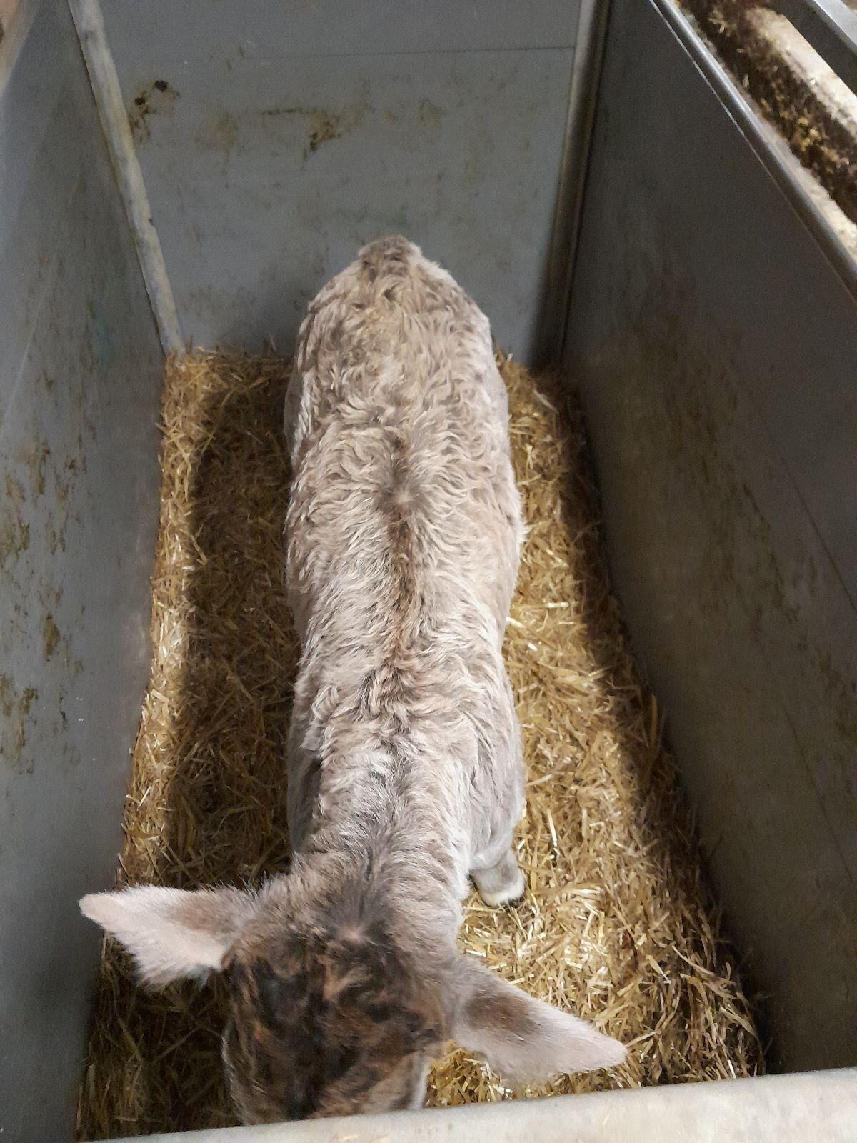 Verkaufe 2 graue Stierkälber 3