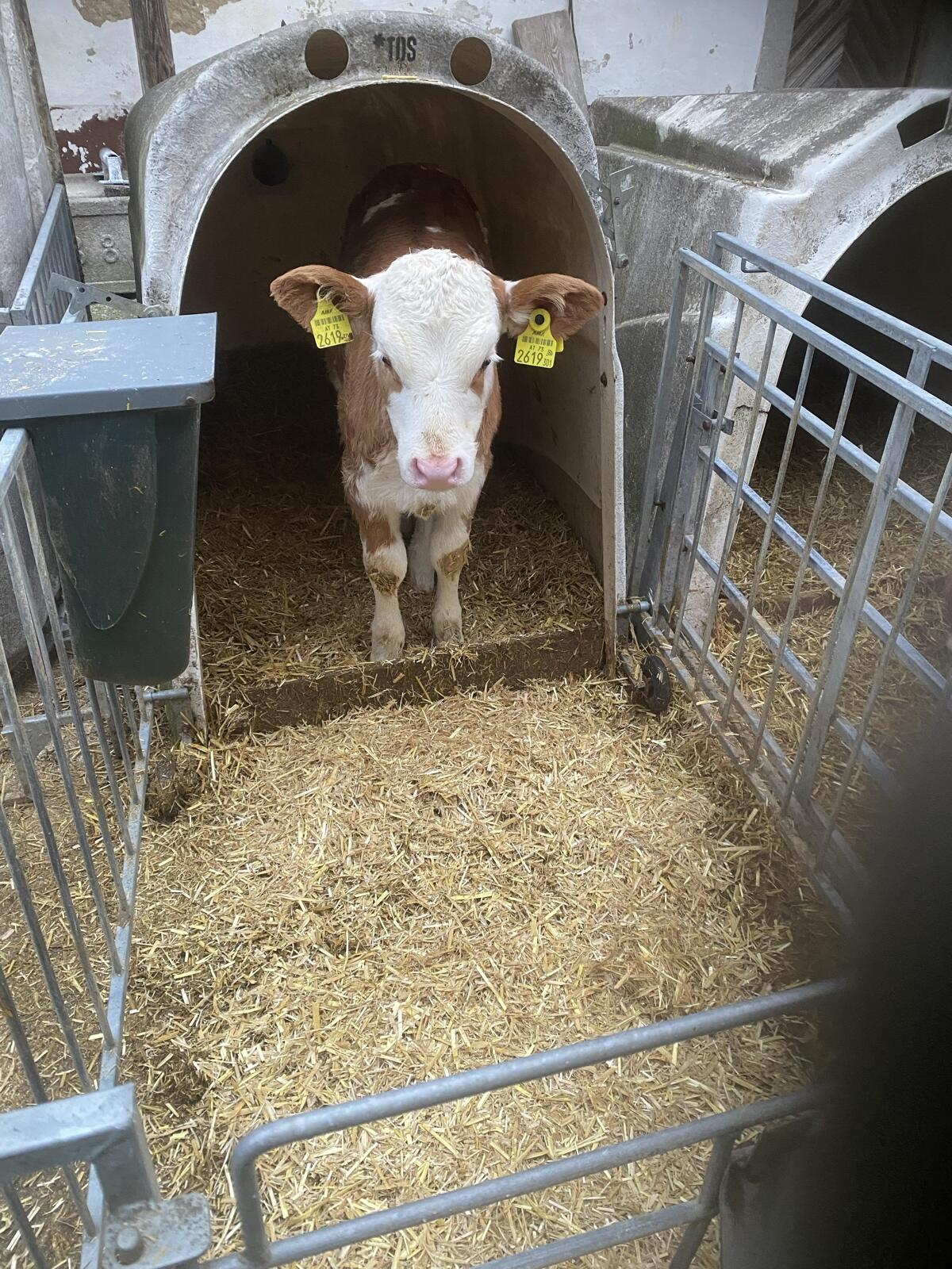 Verkaufe Fleckviehkalb 2