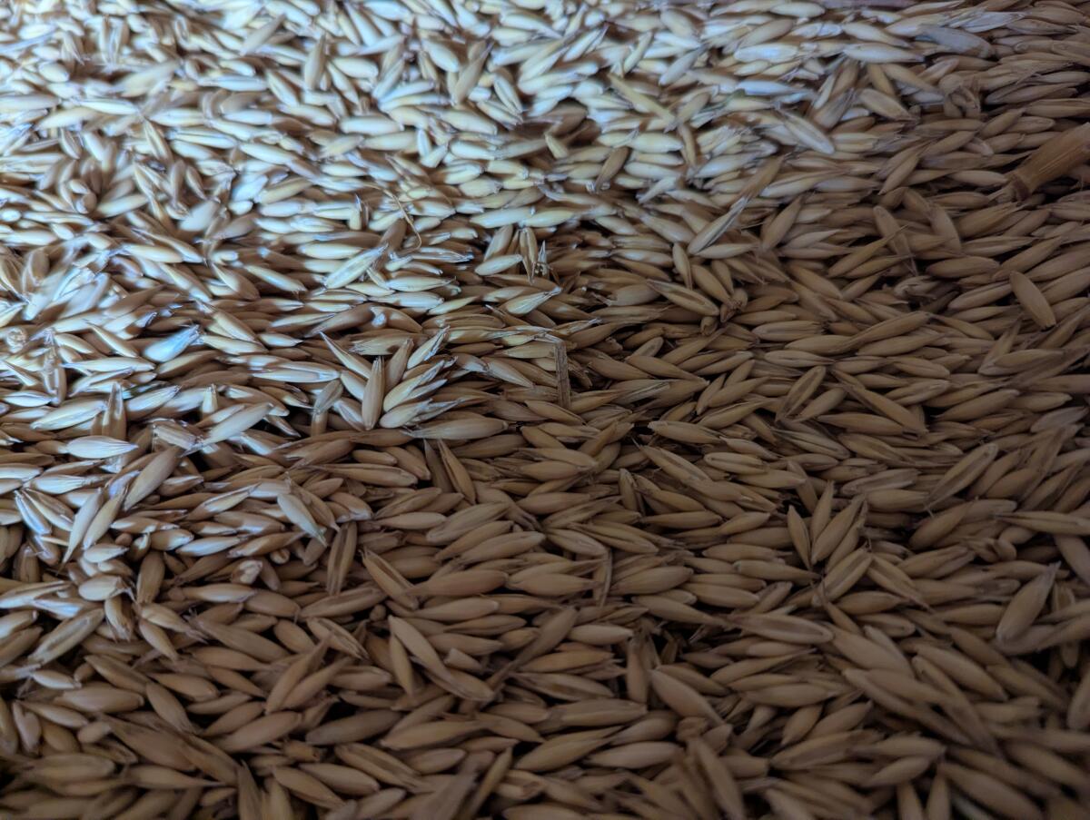 Futterhafer direkt vom Erzeuger, ab Hof im Hegau 3