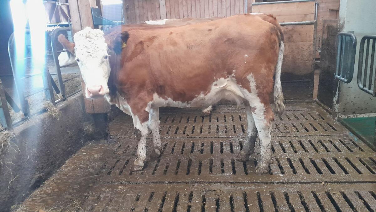 BIO Mutterkühe mit Stierkalb 2