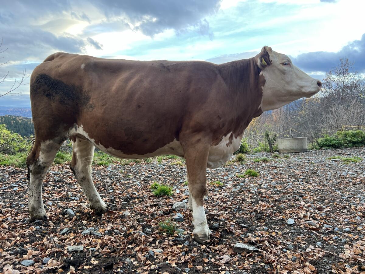 Hochträchtige Fleckvieh Kalbin, Zuchtkalbin, FL 2
