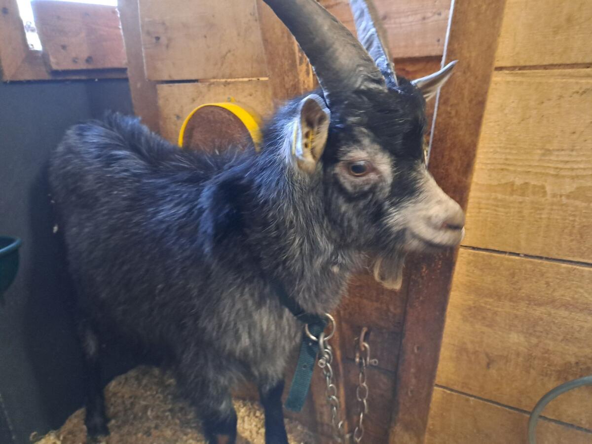 Blobe Kitzbock zu verkaufen 3