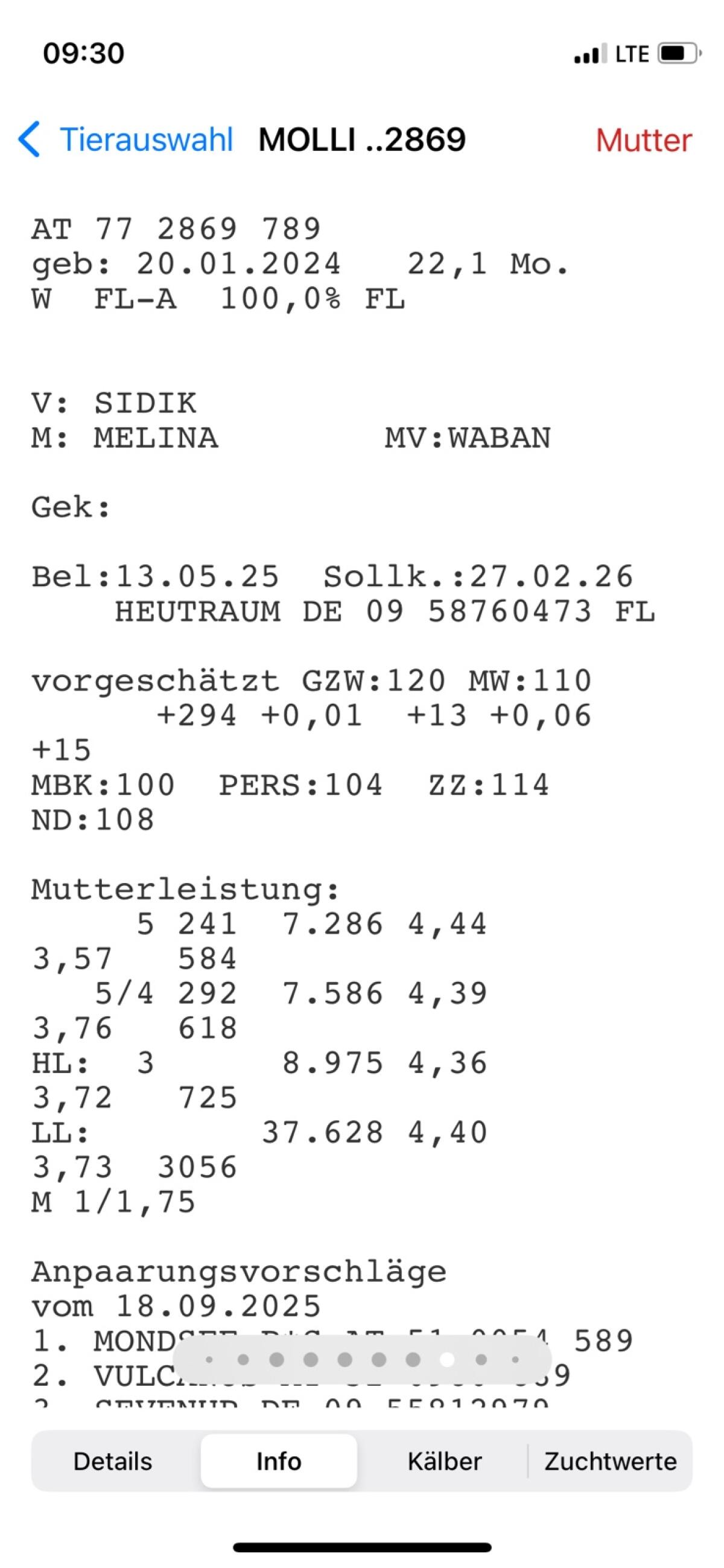 Trächtige Fleckvieh Kalbin 2
