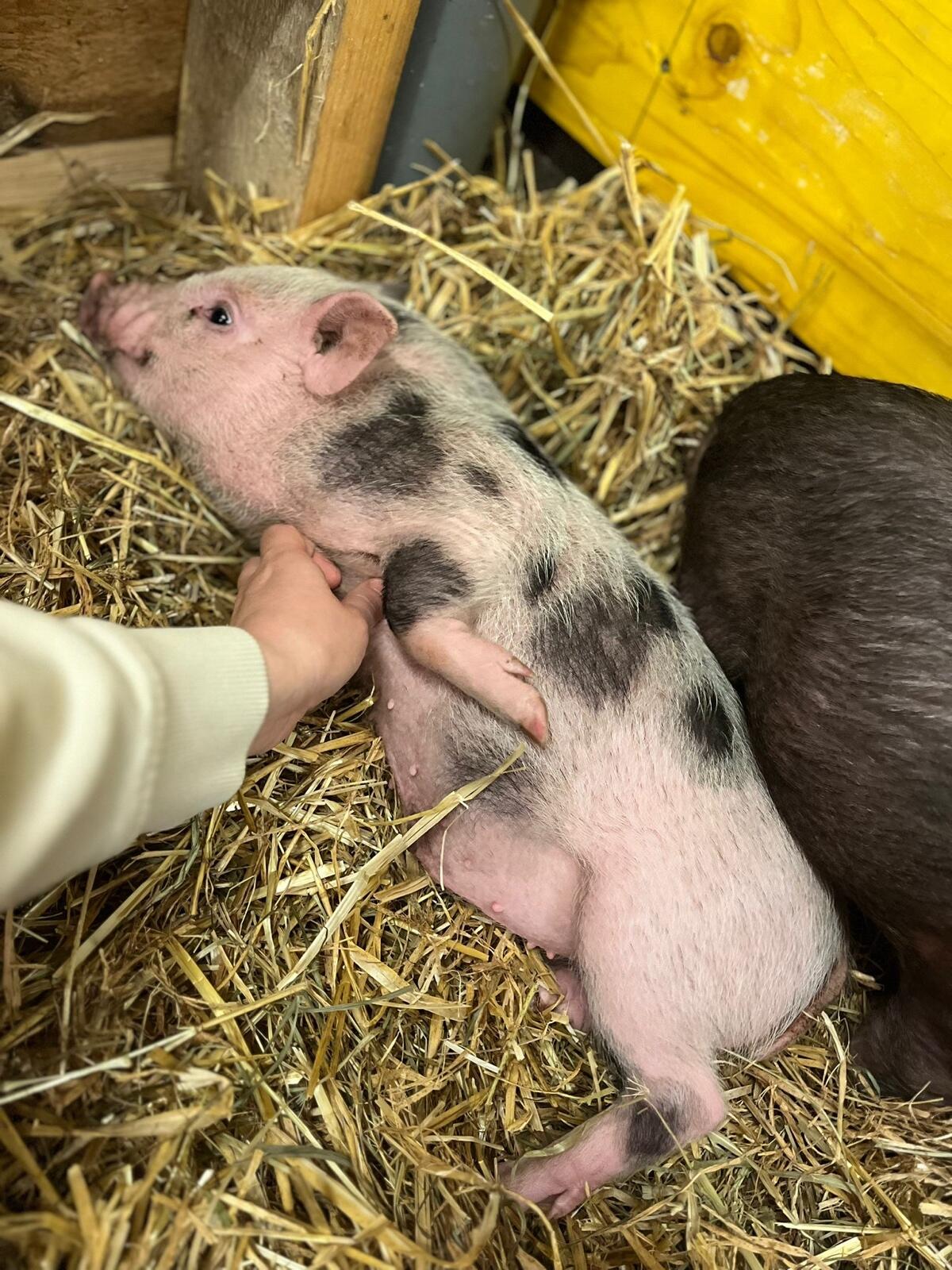 Mini-Schweine zu verkaufen 2