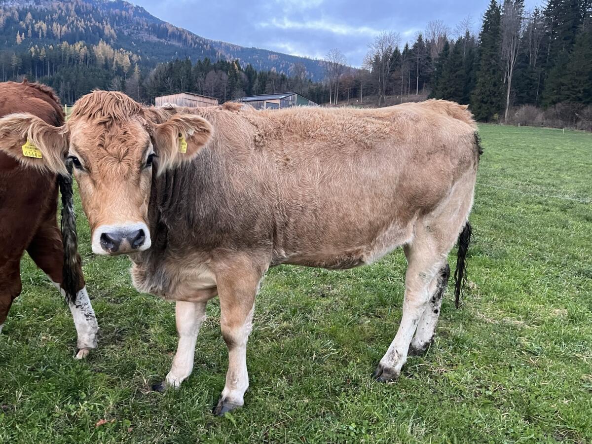 Trächtige Murbodner 2