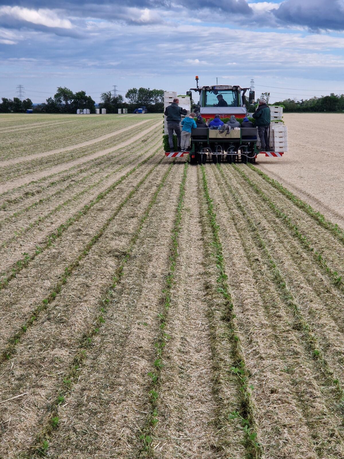 Mulchtec Planter Gemüse-Pflanzmaschine 2