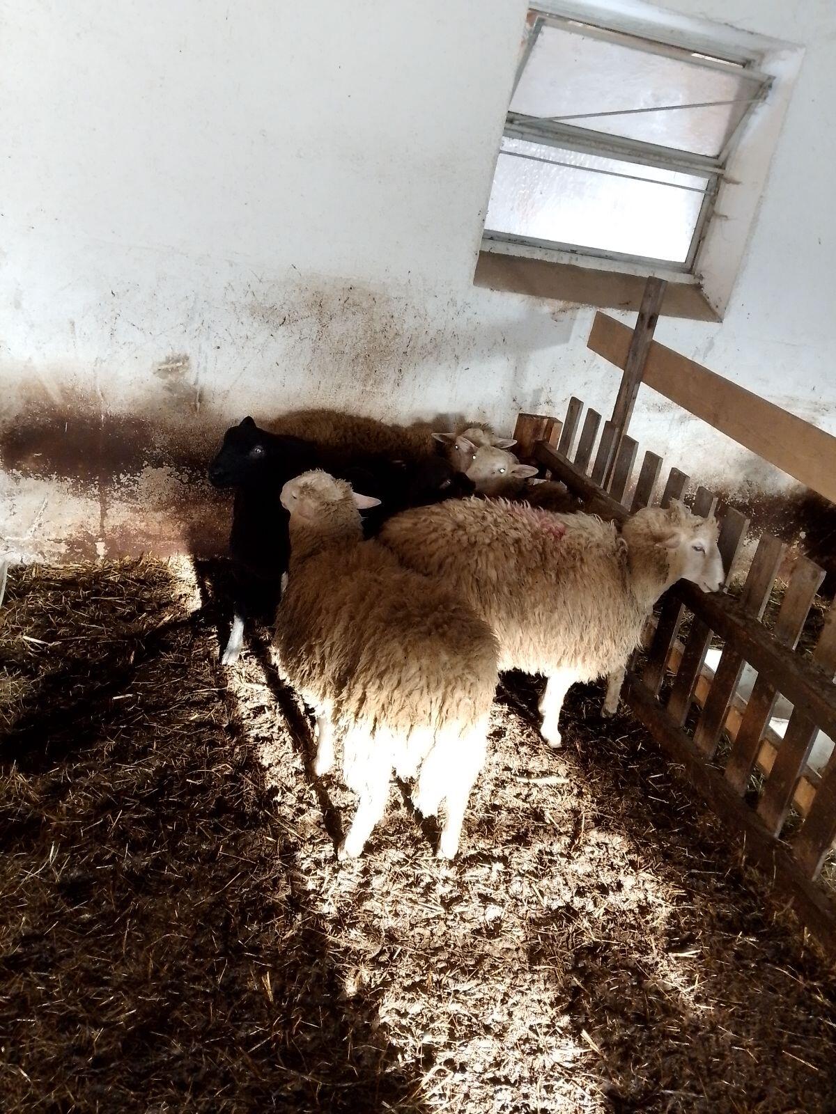 Verkaufe 7 Bio-Mastlämmer 1