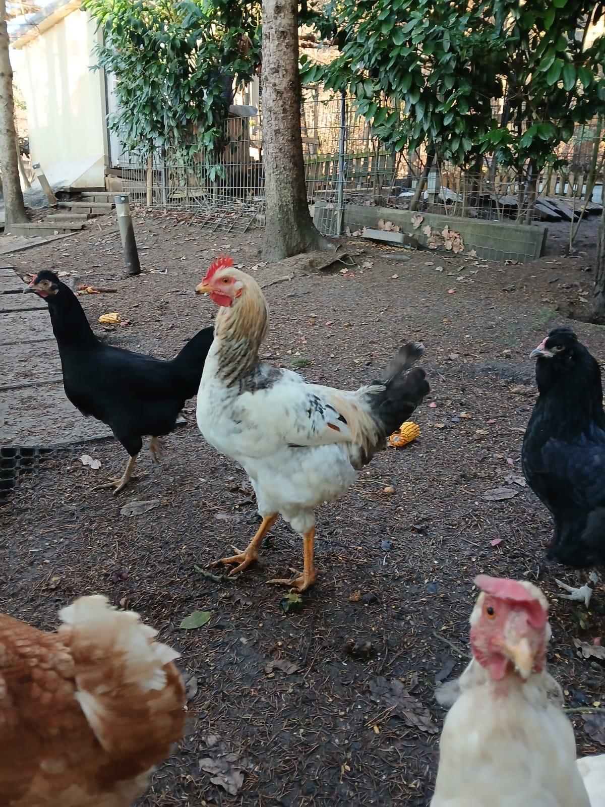 Vergebe zwei schöne Junghähne 1