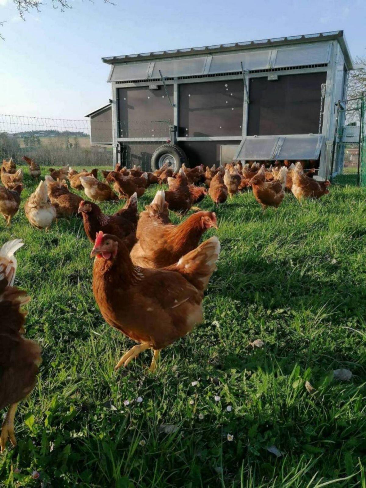 Hühner zu verschenken 1