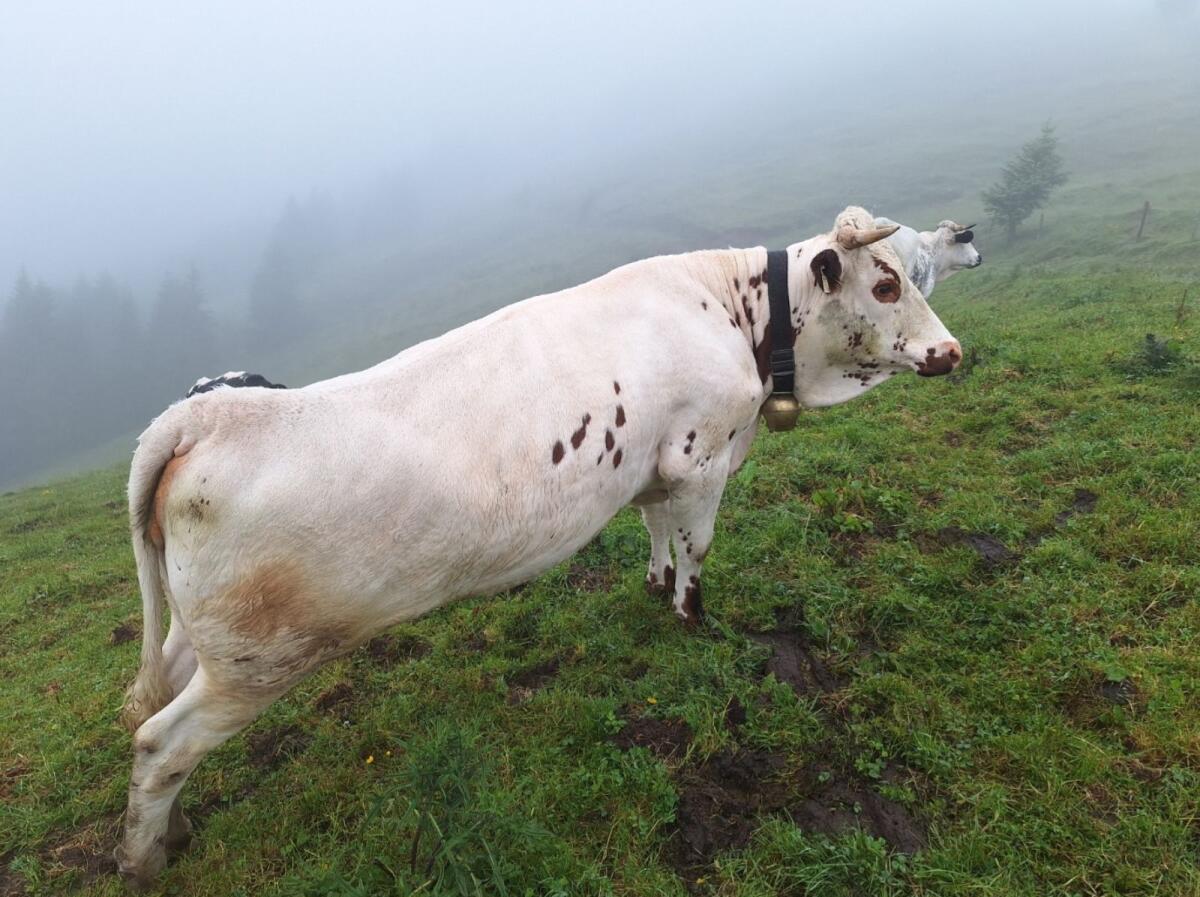 Pustertaler Sprinzen Kuh/Kalbin PSR 1