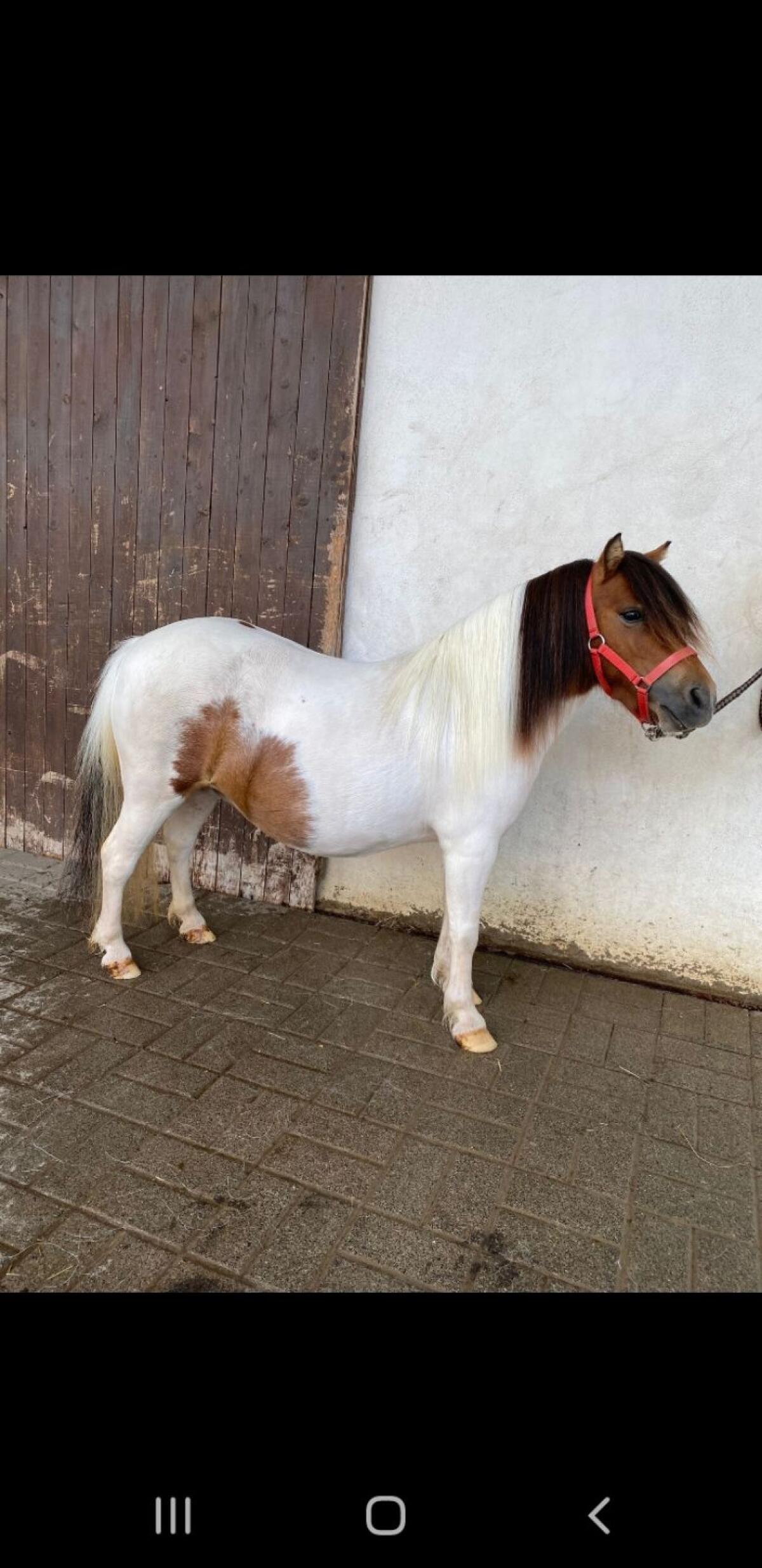 Mini Shetty, Pony Stuten und Hengst 1