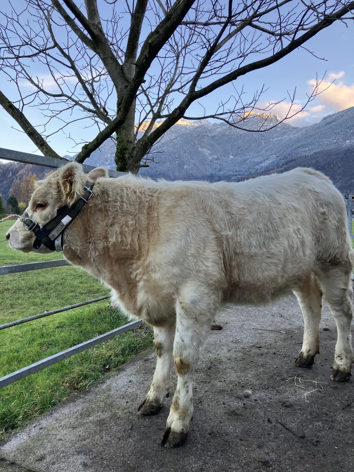 BIO-Charolaiskalbin 1