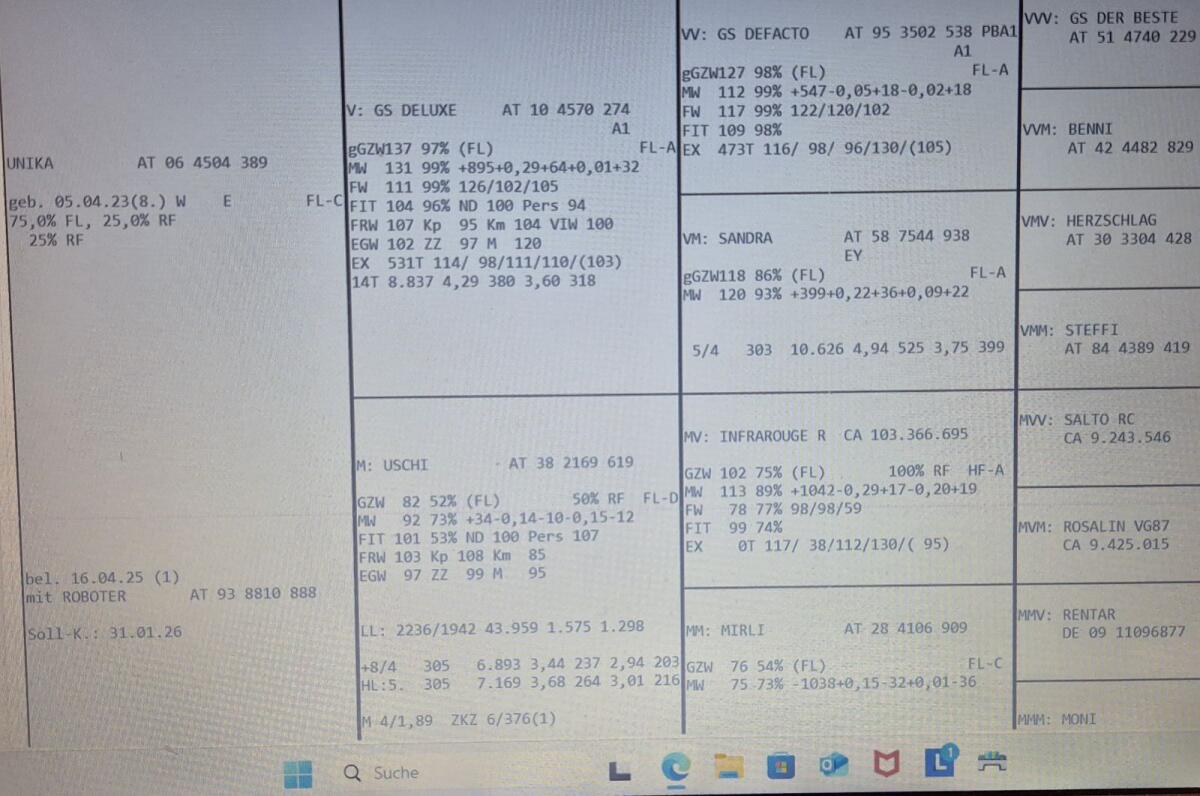 FV Kalbin hochträchtig 3