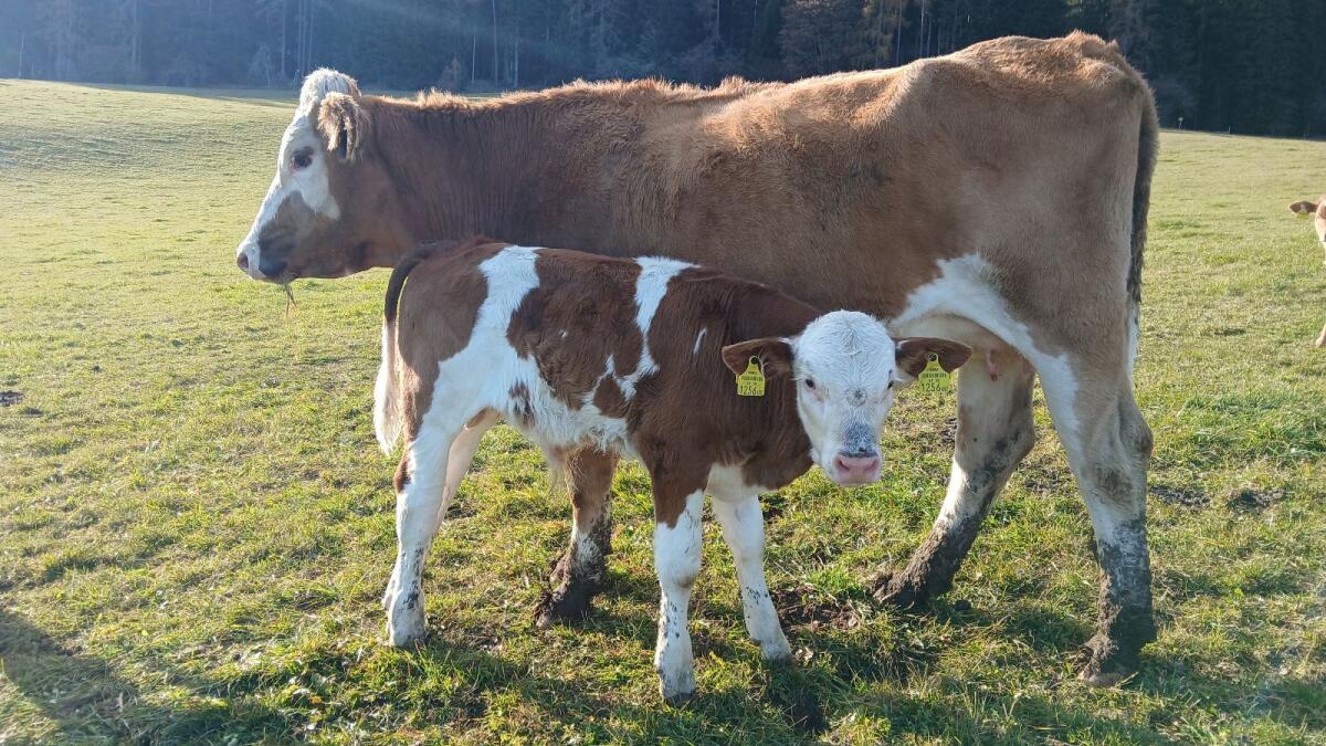 Bio Mutterkuh mit Stierkalb 2