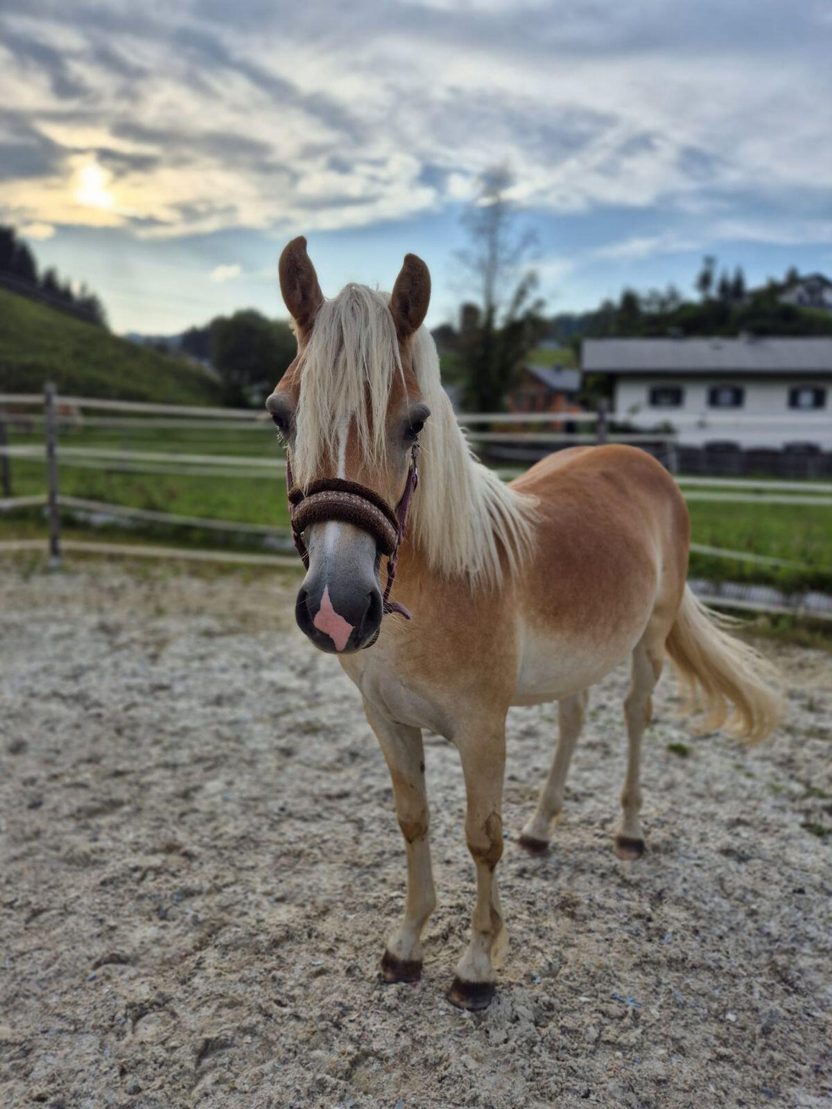 Super cooler Haflinger Wallach 2