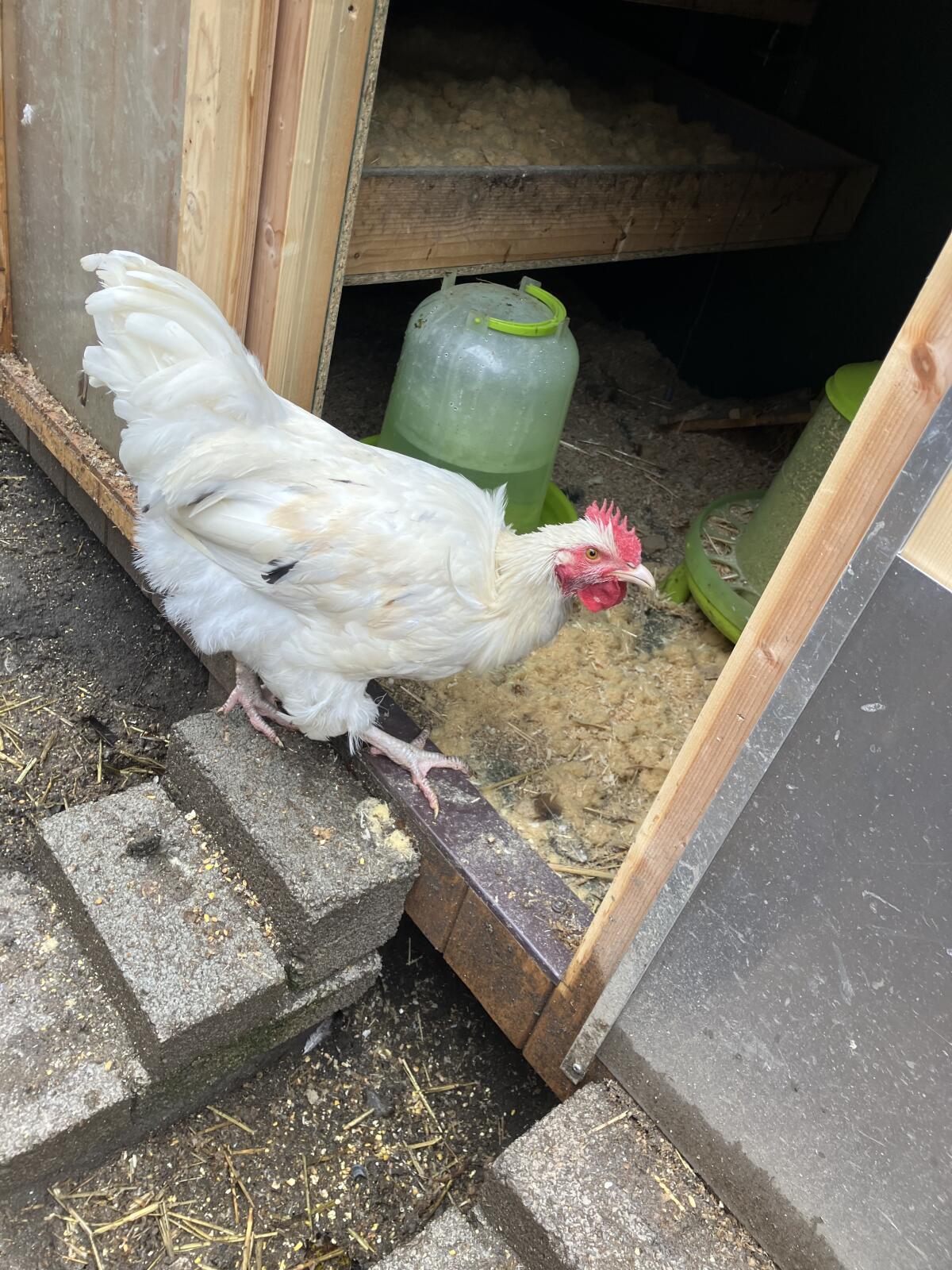 Junger Hahn zu verschenken 2