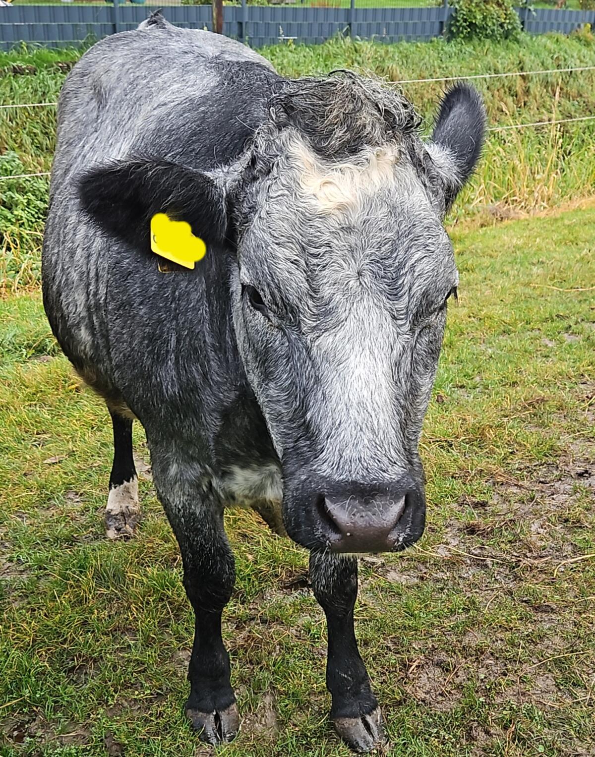 Blauweiss Belgier Färse 26 Monate, Angus Färse 19 Monate 1