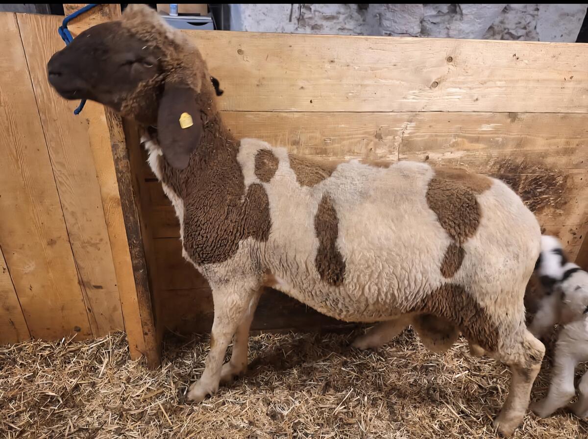2-jähriger Braun-weißer Widder 1