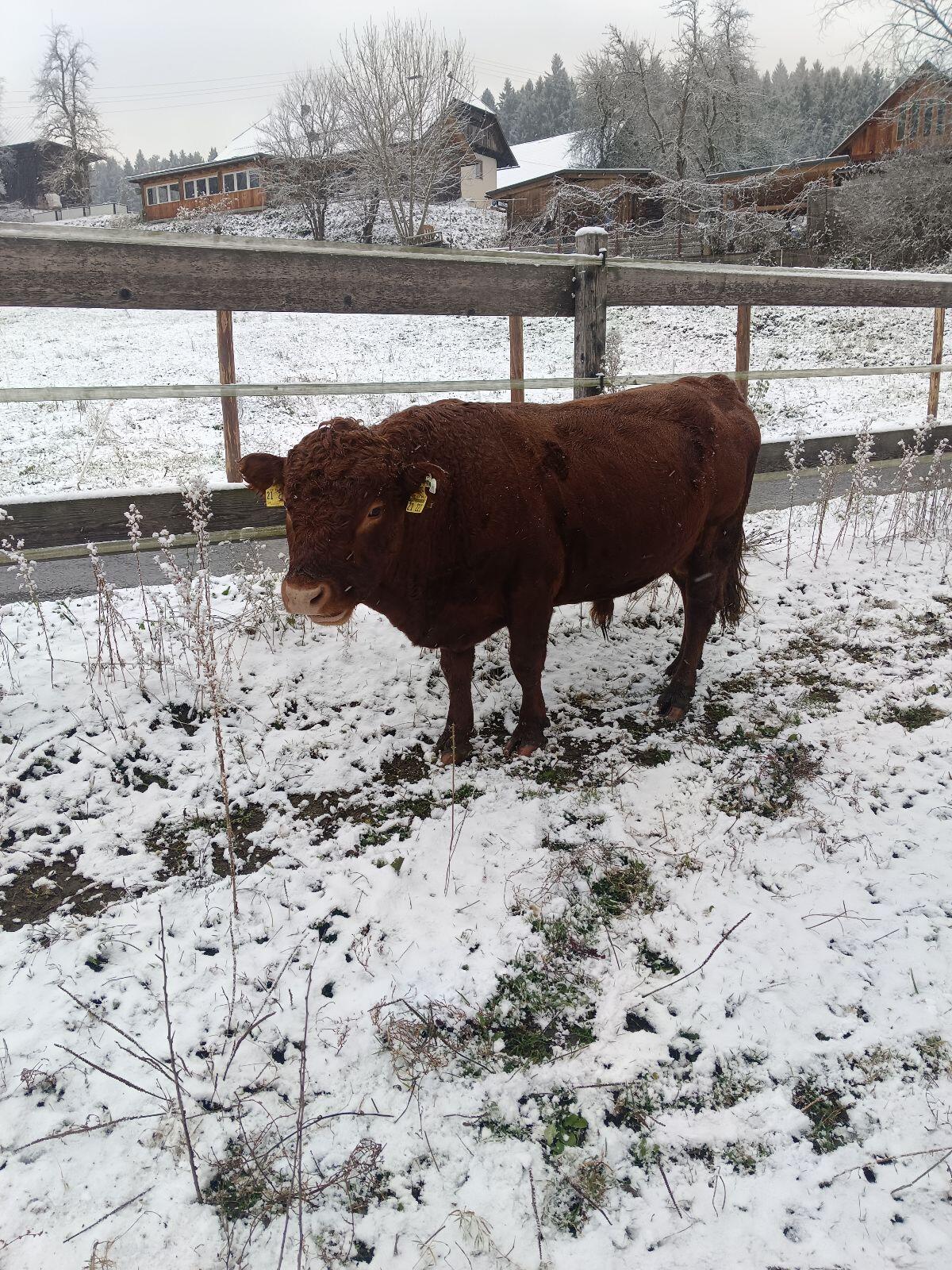 Dexter Rinderherde 1