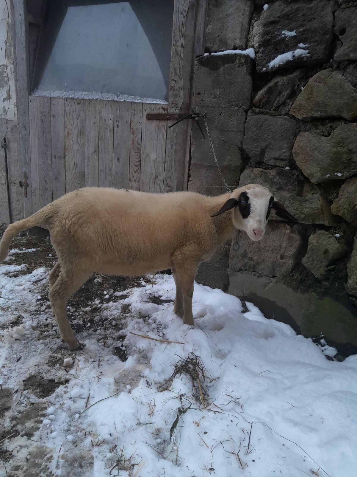 Kärntner Brillenschaf 1
