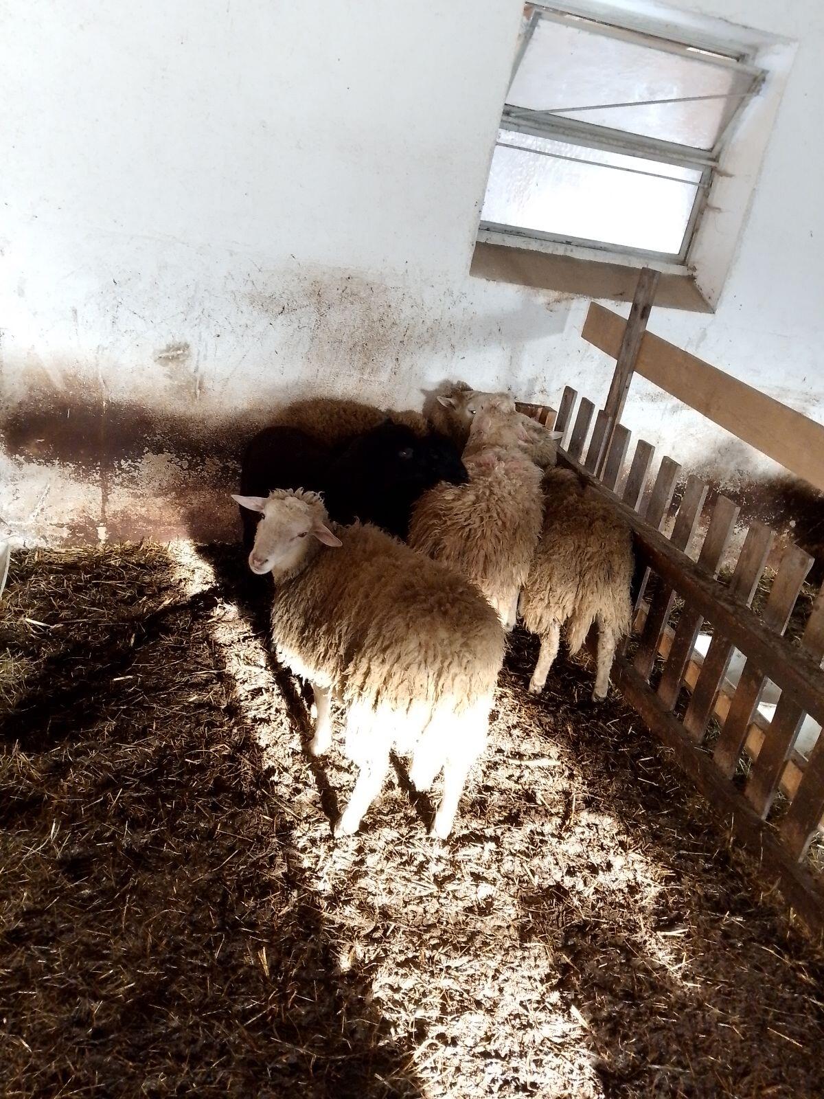 Verkaufe 7 Bio-Mastlämmer 3