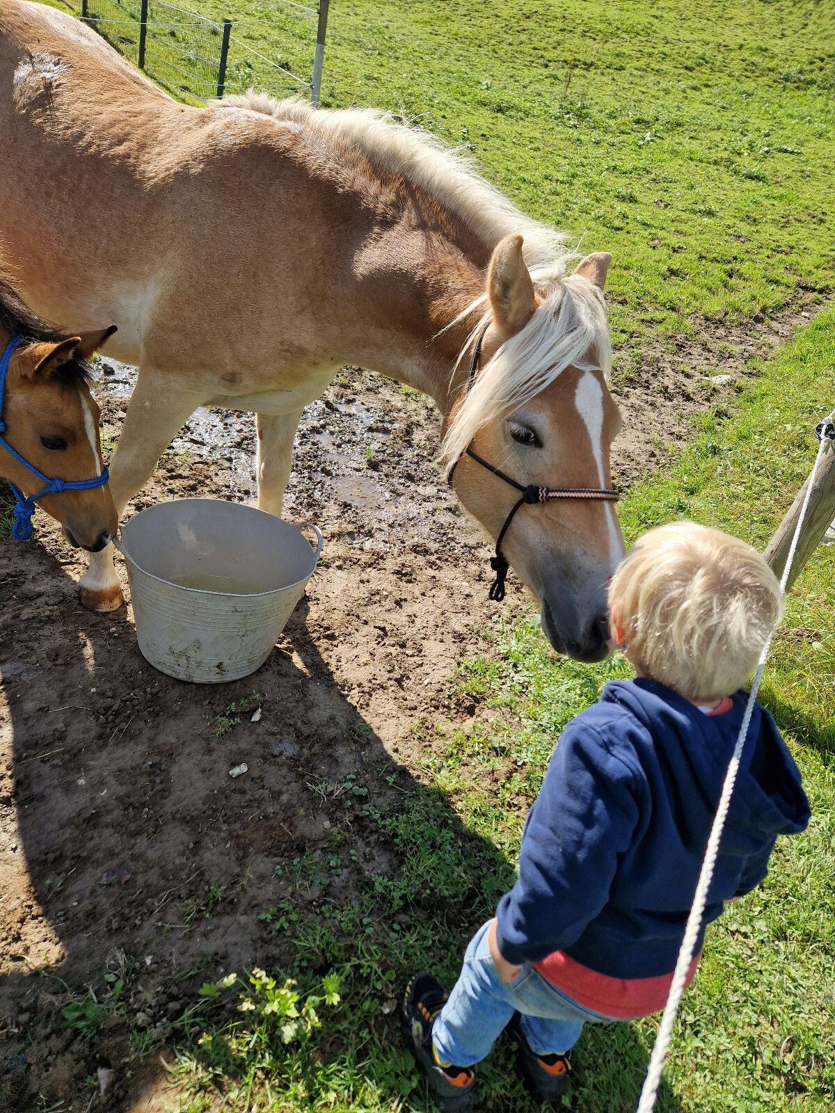 Super cooler Haflinger Wallach 2