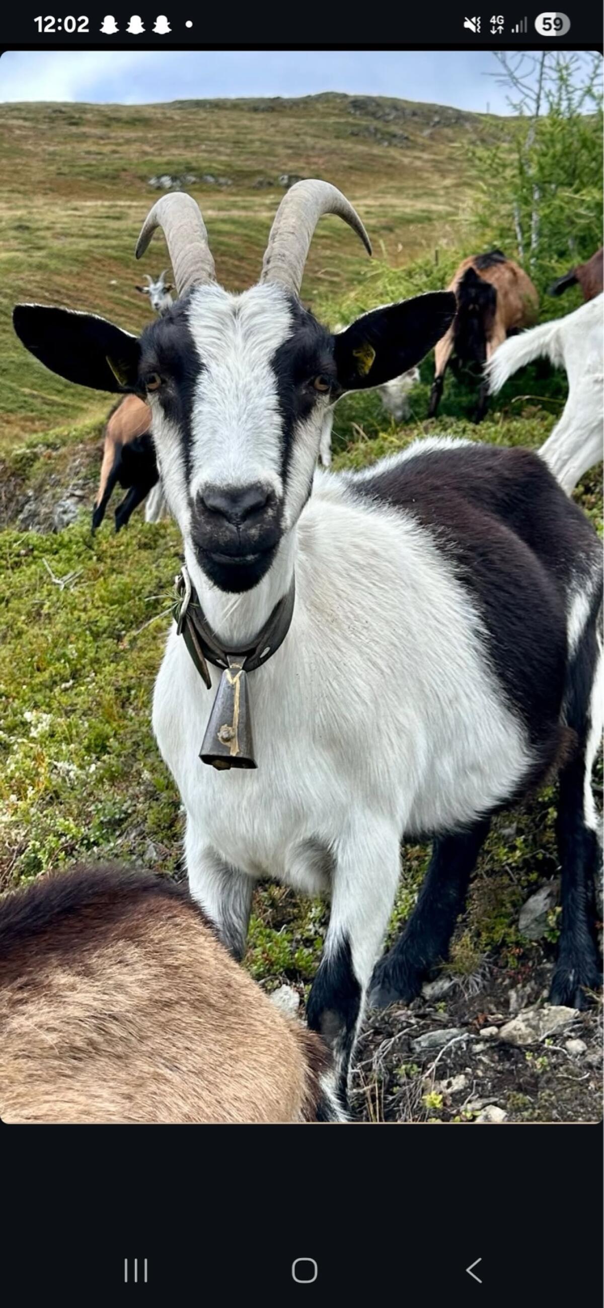 Verkaufe Pfauenziegen 1