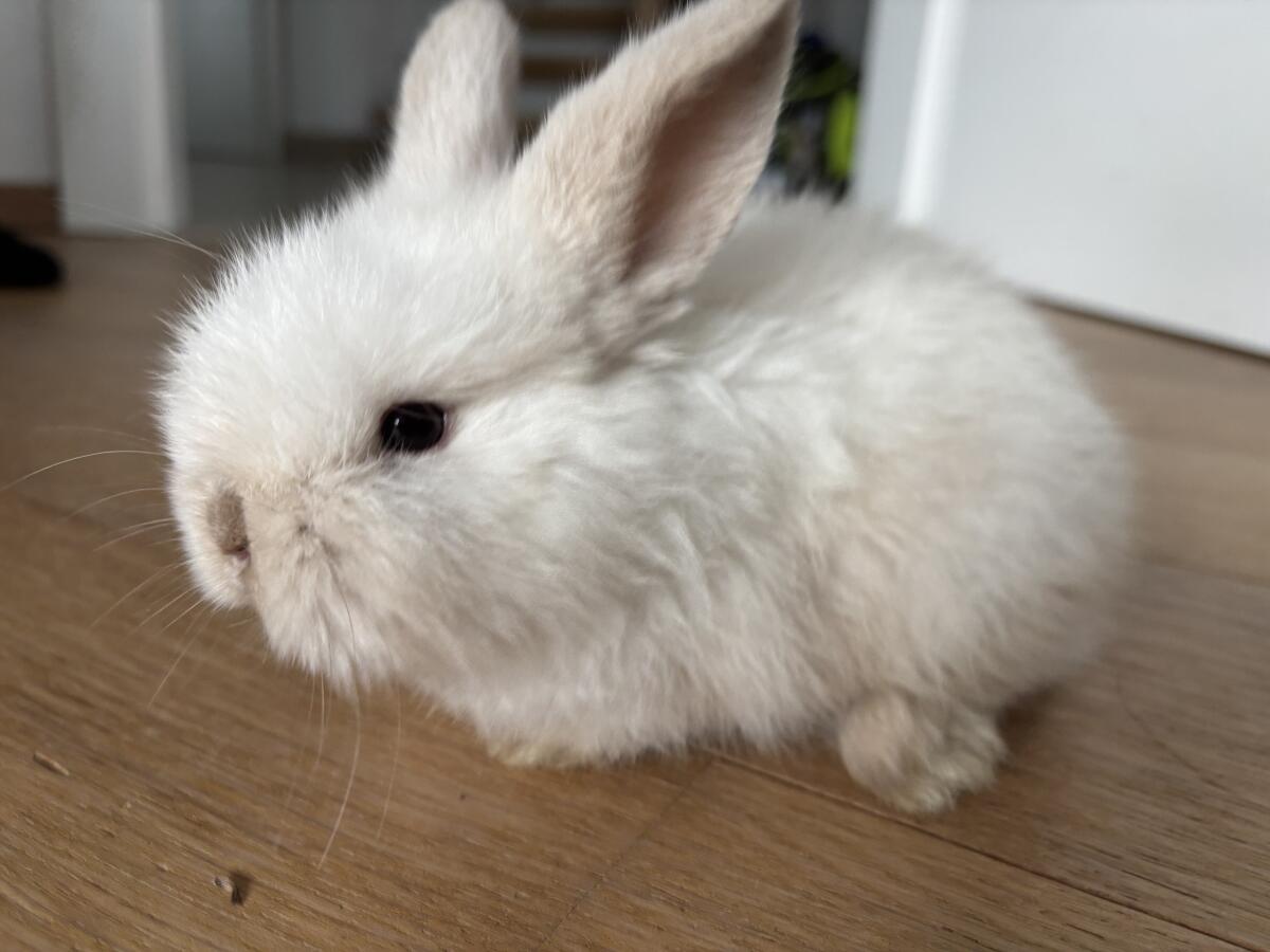 Babyhäsin Mini Lop Zwergkaninchen 2
