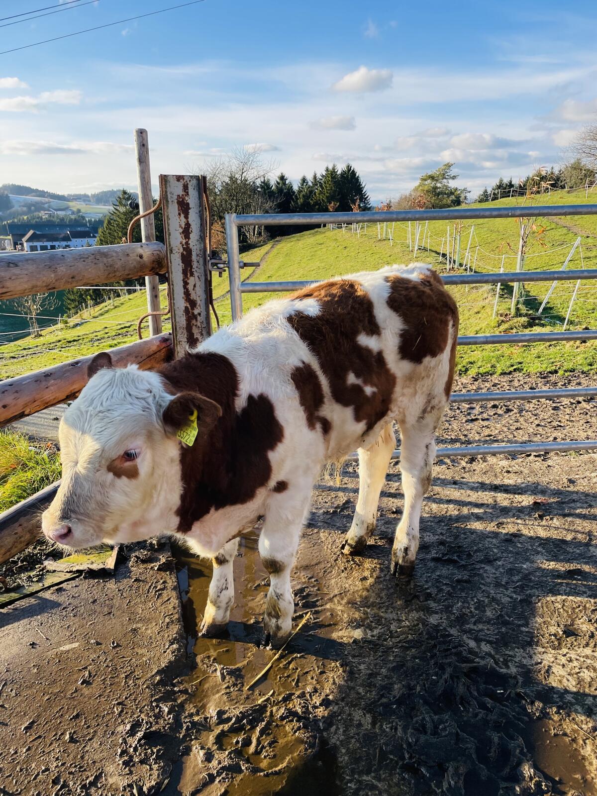 Bio FV Mutterkuh mit Stierkalb 3