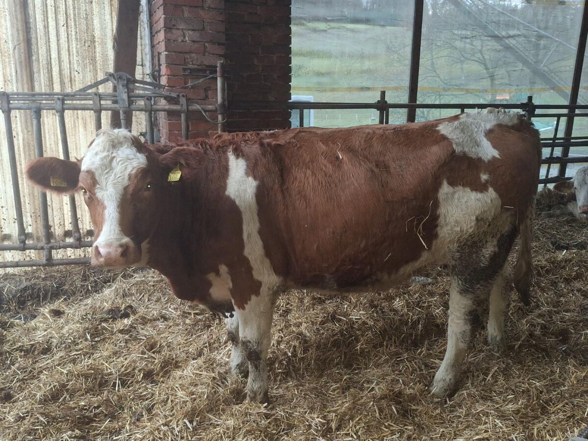 Fleckvieh Kalbin, trächtig, geweidet 1