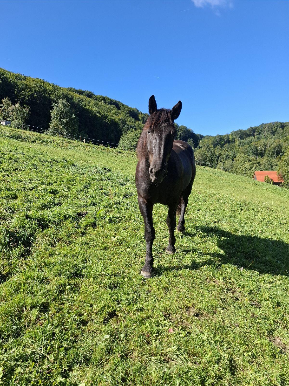 Verkaufe 3,5-jährigen Noriker-Wallach 2