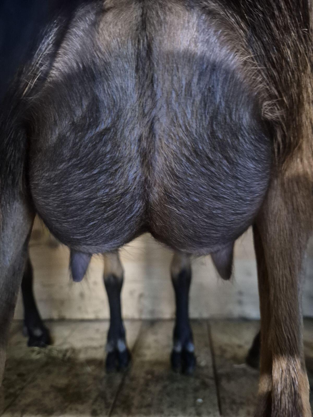 GGZ Zuchtkitze weibl. 2