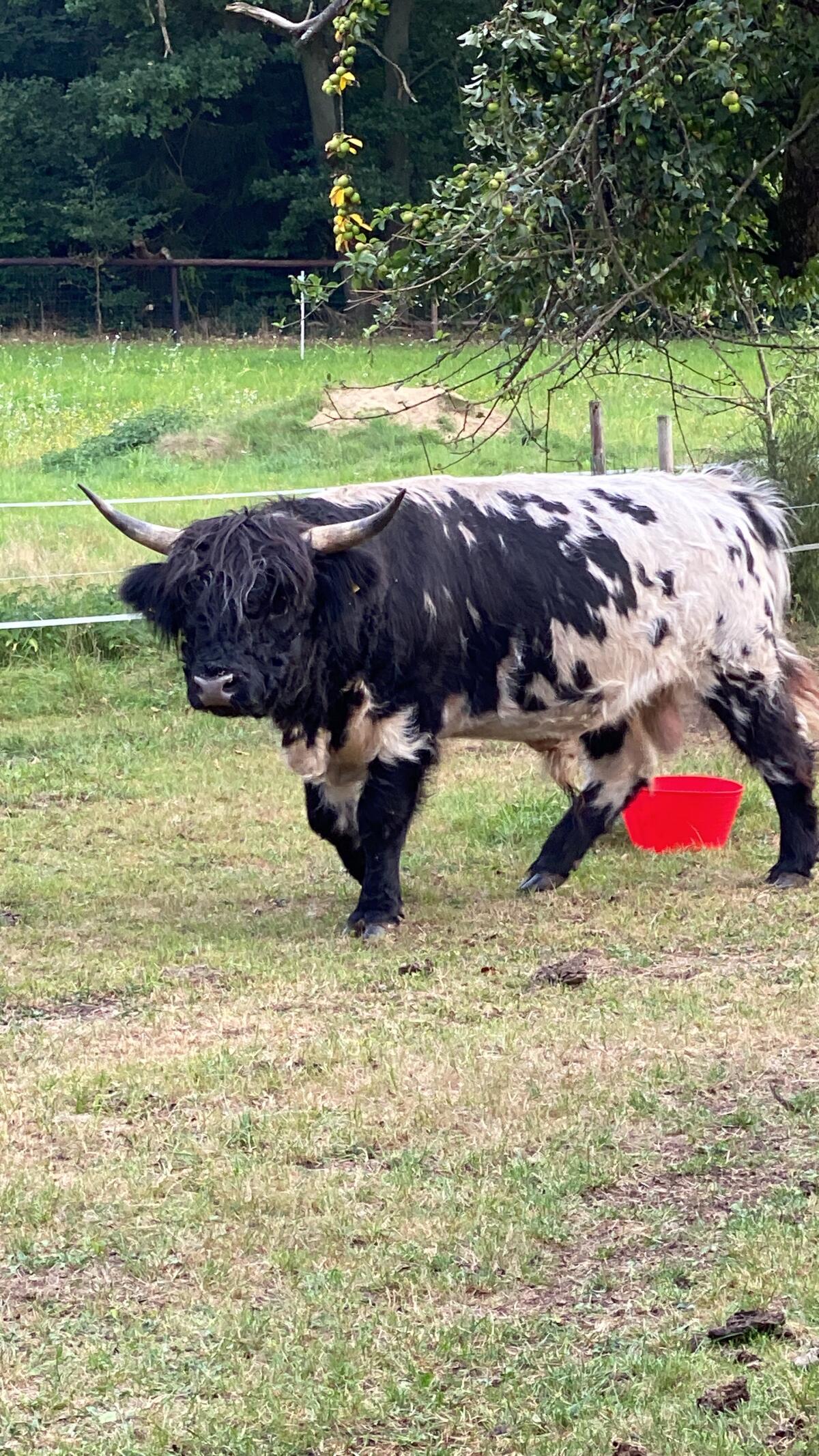 Miniatur Highland Rinder, Lilliput Rind 3